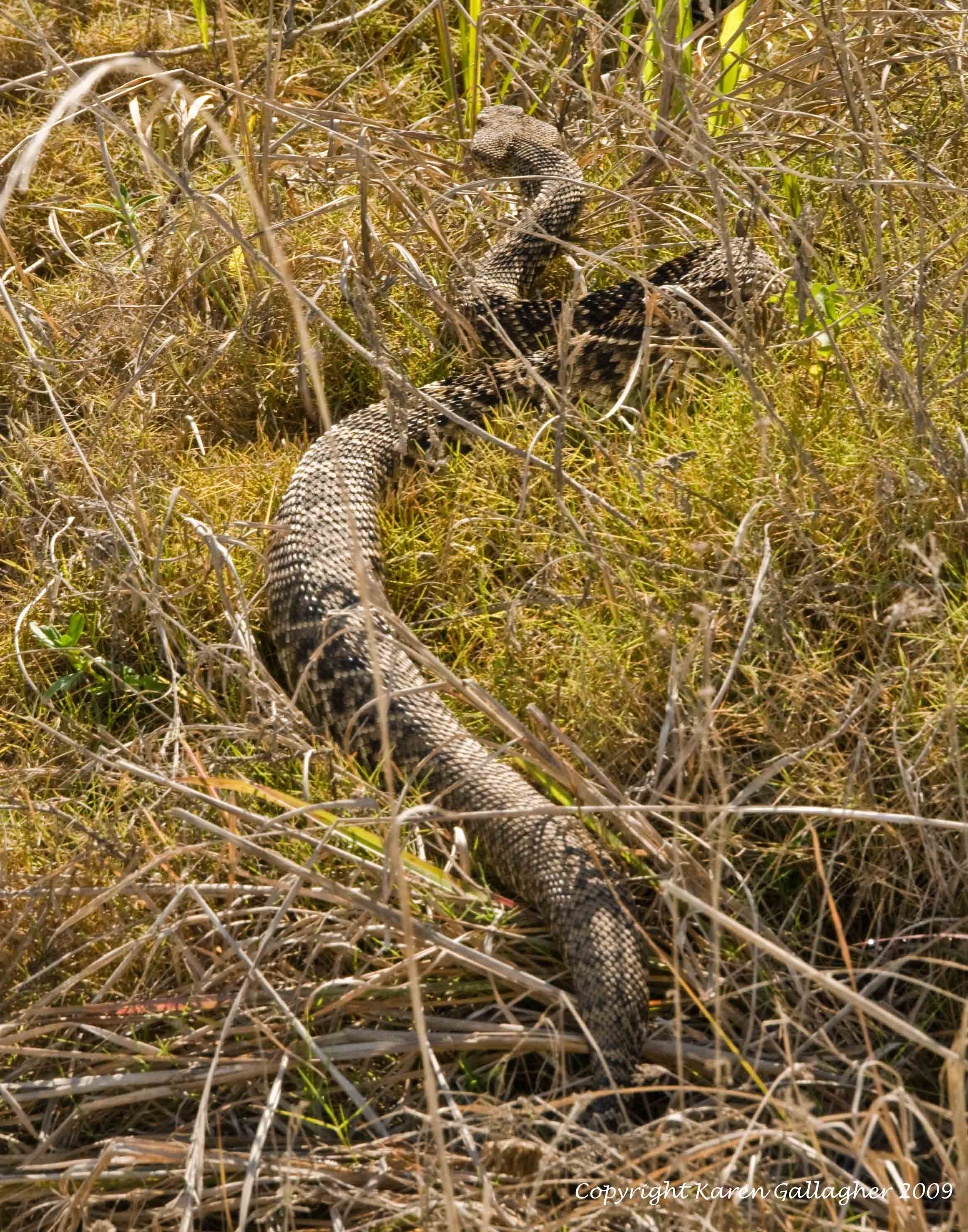 Largest Eastern Diamondback Rattlesnake