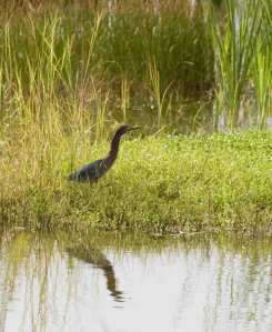 Go Green (heron that is)