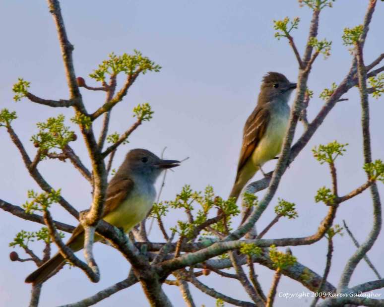 Great Crested Flycatcher Pair