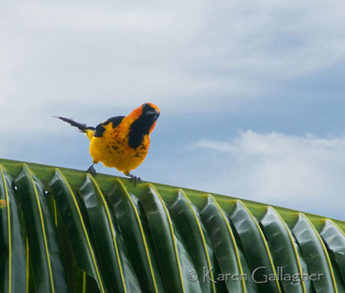 Spotted-breasted-Oriole-on-