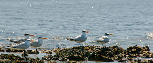 Royal Terns on Little Bahia Honda