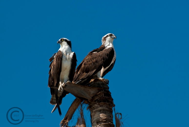 Osprey Pair-